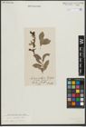 Foto von Salix rhaetica Andersson